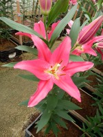 [5233 Viviana EVR No01.JPG]